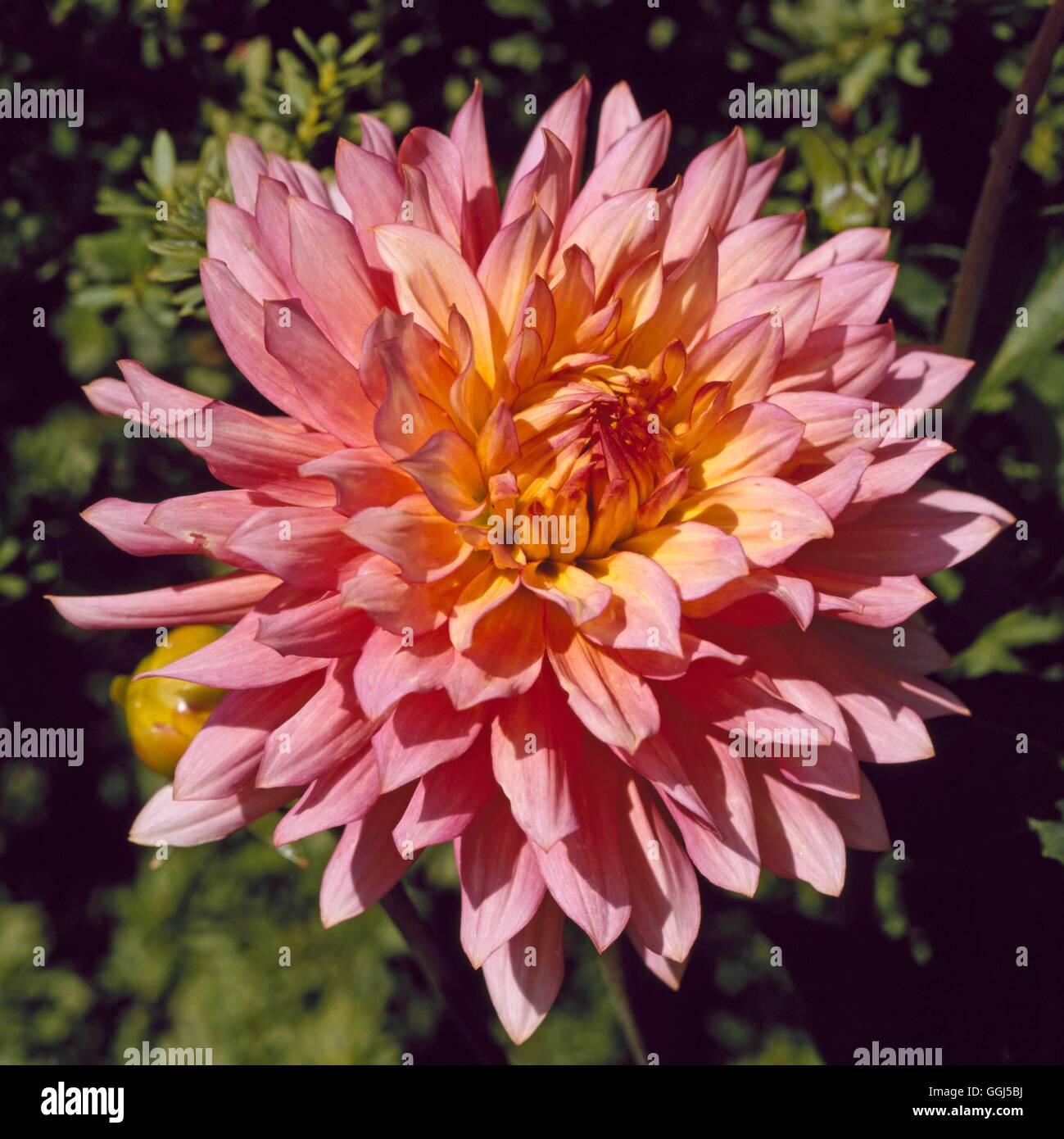 Dahlia - `Extase' (Medium Decorative)   BUL063889 Stock Photo